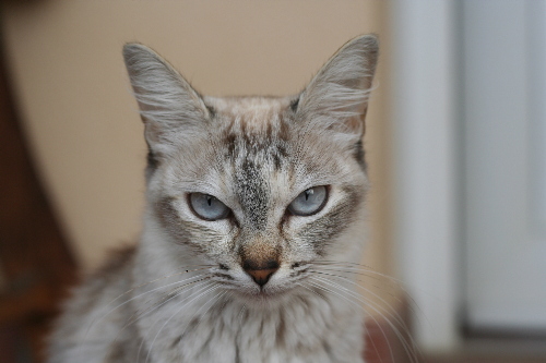 Mincha: one of my cutest cats